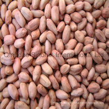 Peanut Kernels with Good Price